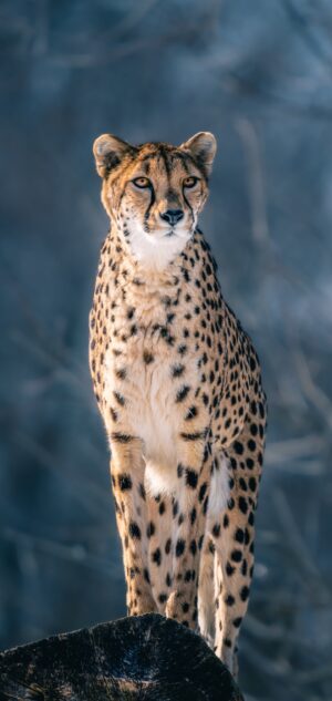 4K Cheetah Wallpaper