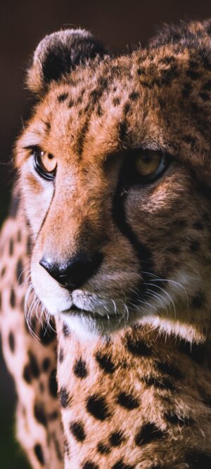4K Cheetah Wallpaper