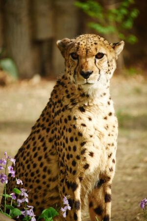 HD Cheetah Wallpaper 