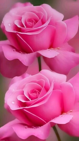 Pink Wallpaper