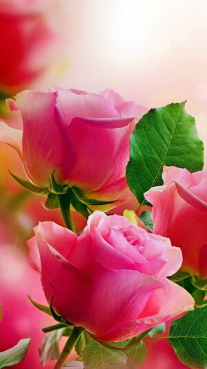 HD Pink Wallpaper