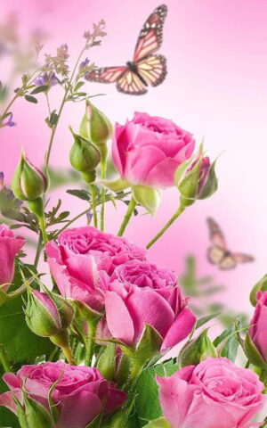 HD Pink Wallpaper