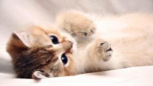 Desktop Cute Wallpaper