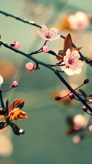 Cherry Blossom Wallpaper