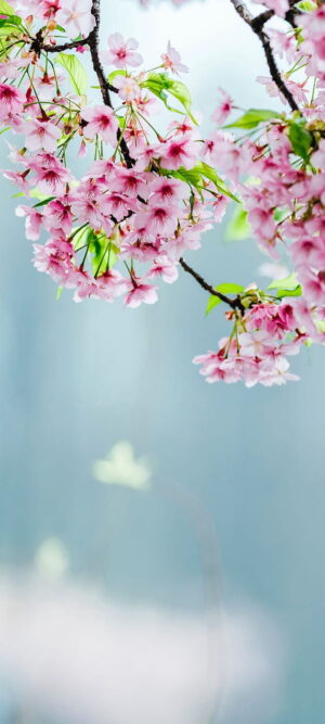 Cherry Blossom Background