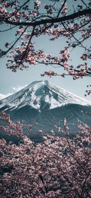 HD Cherry Blossom Wallpaper