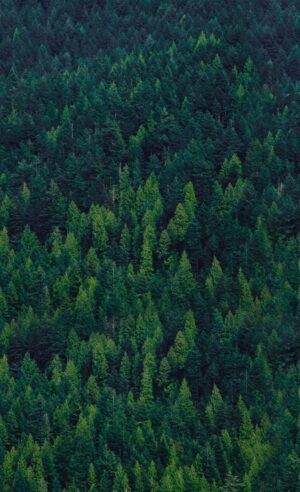 Forest Wallpaper 