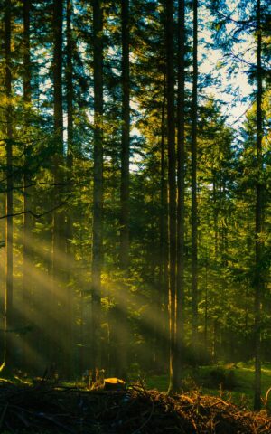 HD Forest Wallpaper