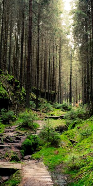 HD Forest Wallpaper 