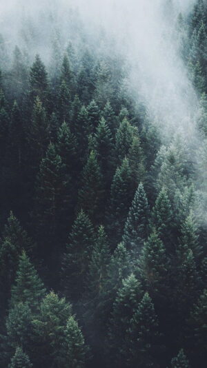 Forest Wallpaper 