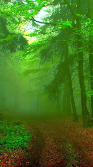 Forest Background