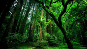 Desktop Forest Wallpaper
