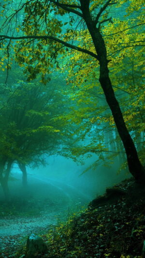 Forest Background