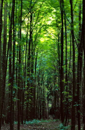 4K Forest Wallpaper 
