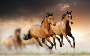Desktop Horse Wallpaper