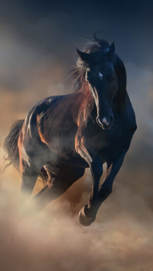 HD Horse Wallpaper 