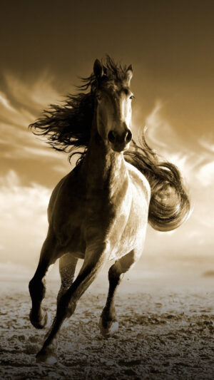 HD Horse Wallpaper