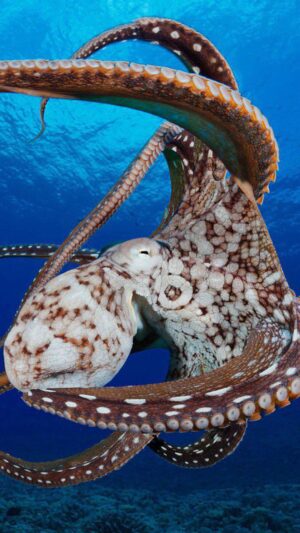 HD Octopus Wallpaper 