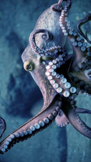 Octopus Background 