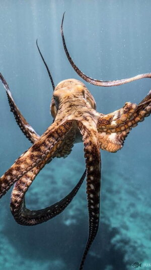 Octopus Background 