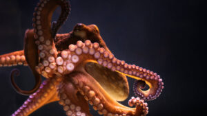 Desktop Octopus Wallpaper