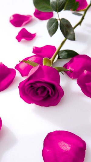 Rose Wallpaper