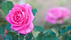Desktop Rose Wallpaper