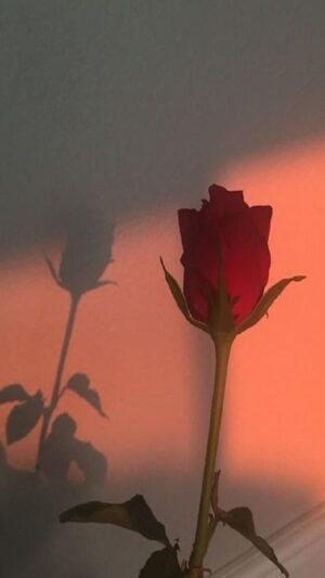 HD Rose Wallpaper
