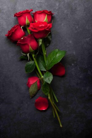 Rose Background
