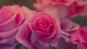 Desktop Rose Wallpaper