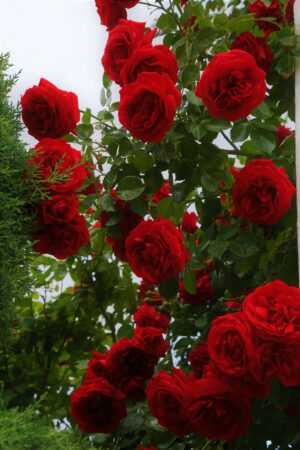 HD Rose Wallpaper
