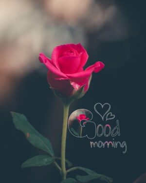 Good Morning Wallpaper