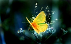 Desktop Butterfly Wallpaper
