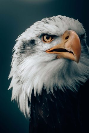 Philadelphia Eagles Background
