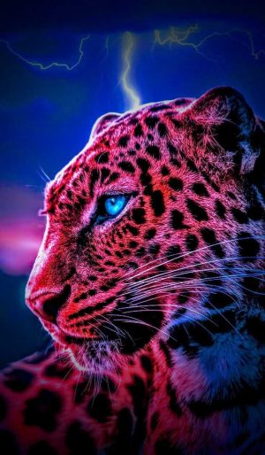 Cheetah Wallpaper Cheetah Wallpaper