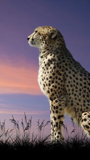 Cheetah Wallpaper Cheetah Wallpaper