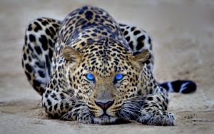 Desktop Cheetah Wallpaper
