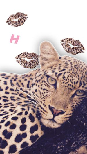 Cheetah Wallpaper