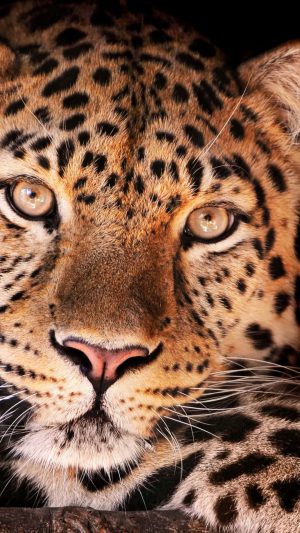 4K Cheetah Wallpaper 4K Cheetah Wallpaper