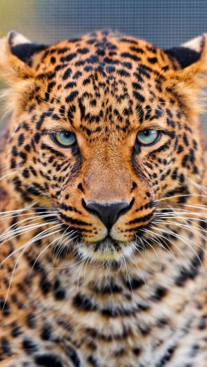 4K Cheetah Wallpaper 4K Cheetah Wallpaper