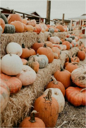 HD Pumpkin Wallpaper
