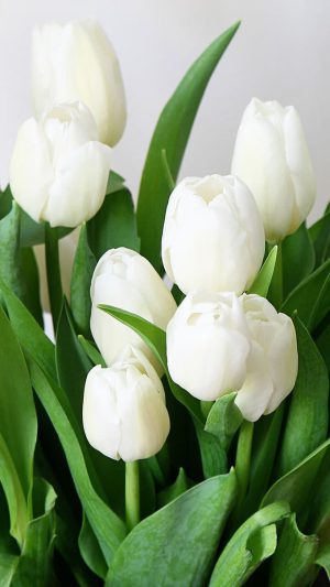 Tulip Wallpaper