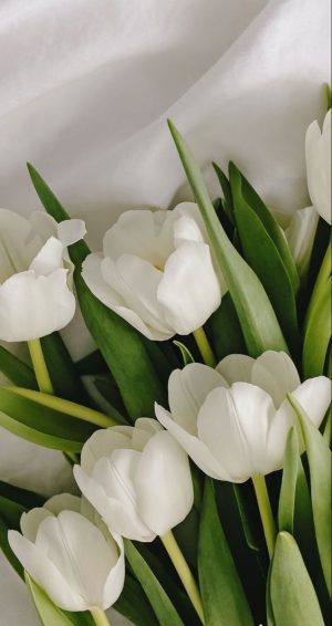 Tulip Wallpaper 