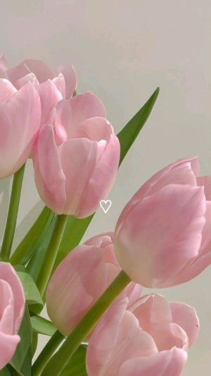 Tulip Wallpaper 