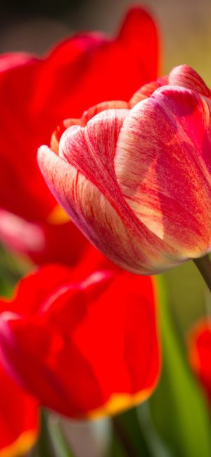HD Tulip Wallpaper
