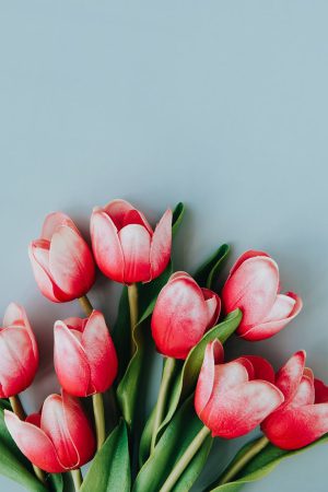 Tulip Background 