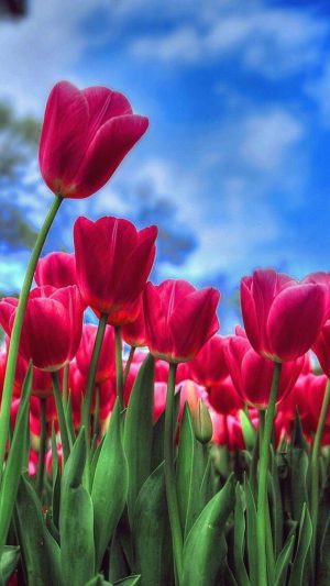 4K Tulip Wallpaper