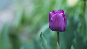 Desktop Tulip Wallpaper