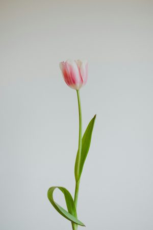 HD Tulip Wallpaper
