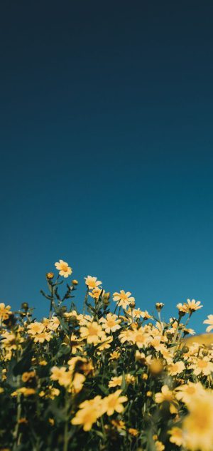 Yellow Wallpaper Yellow Wallpaper